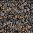 Bigelow Carpet from Carpet Bargains