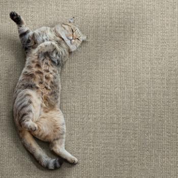 Dixie Home Carpet