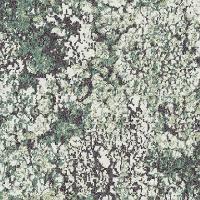 Lichen W0075 305 Foilage